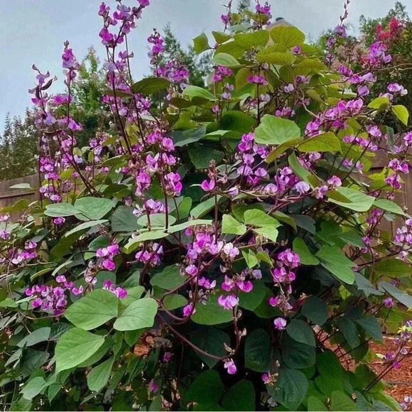 HYACINTH BEAN Vine -20 seeds - Picture 5 of 6